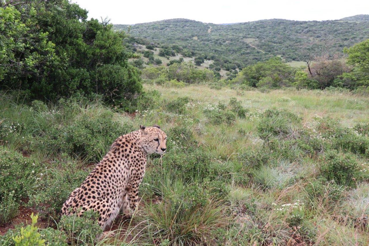 Hopewell Private Game Reserve Buyskloof Extérieur photo