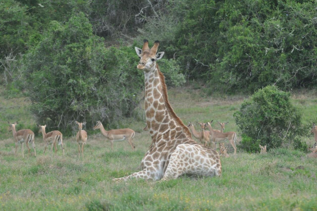 Hopewell Private Game Reserve Buyskloof Extérieur photo