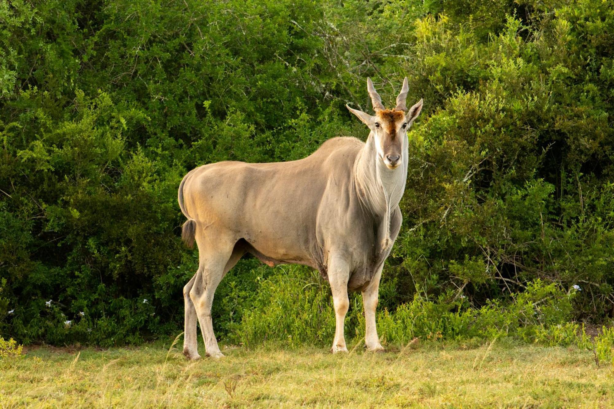 Hopewell Private Game Reserve Buyskloof Extérieur photo