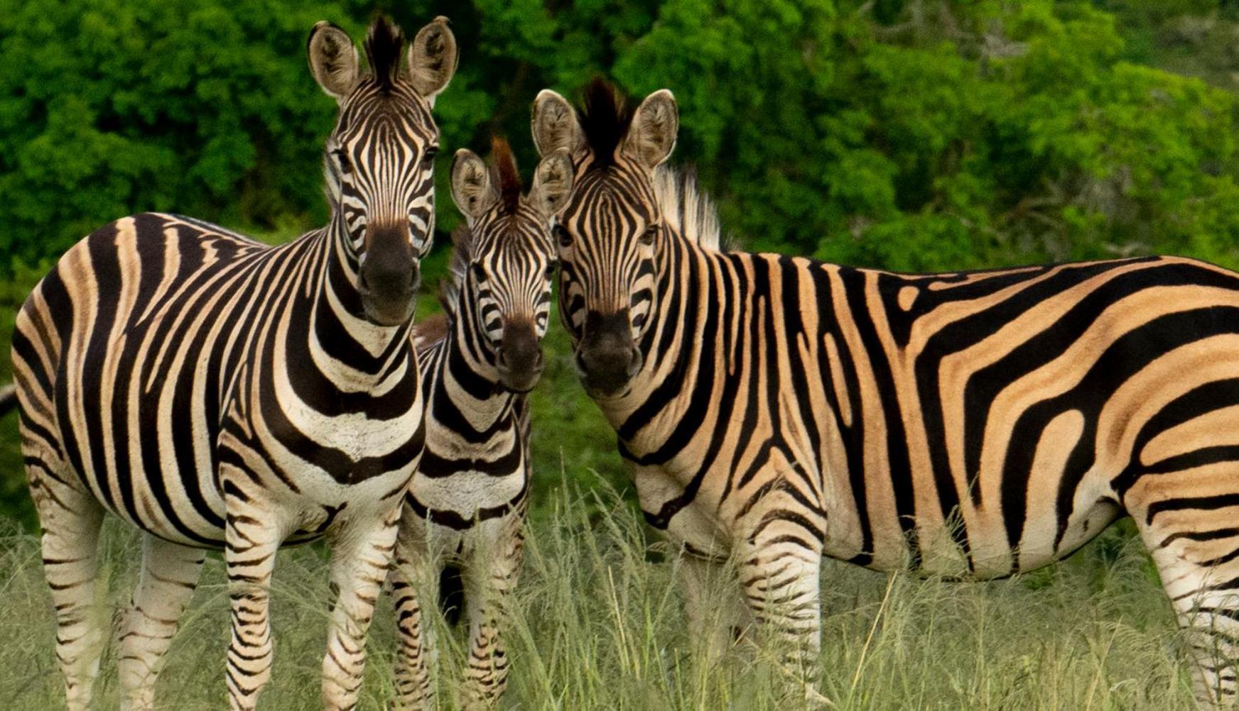 Hopewell Private Game Reserve Buyskloof Extérieur photo