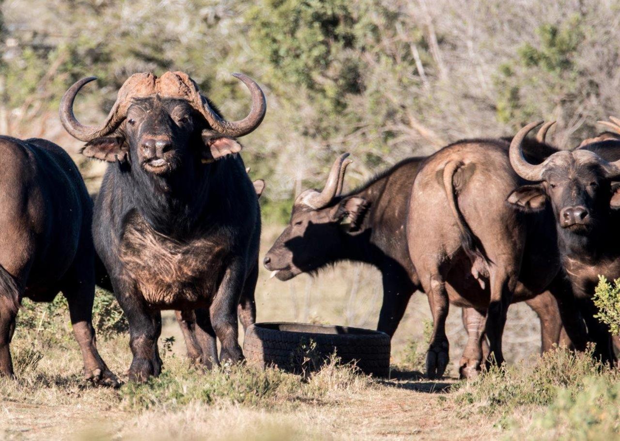 Hopewell Private Game Reserve Buyskloof Extérieur photo